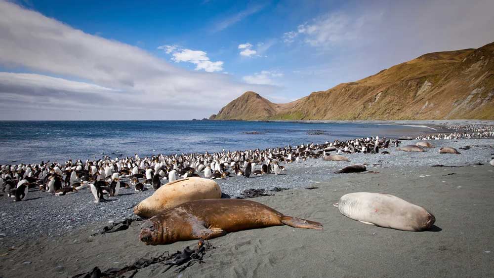 Macquarie Island