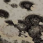 Black Mould (Stachybotrys Chartarum)